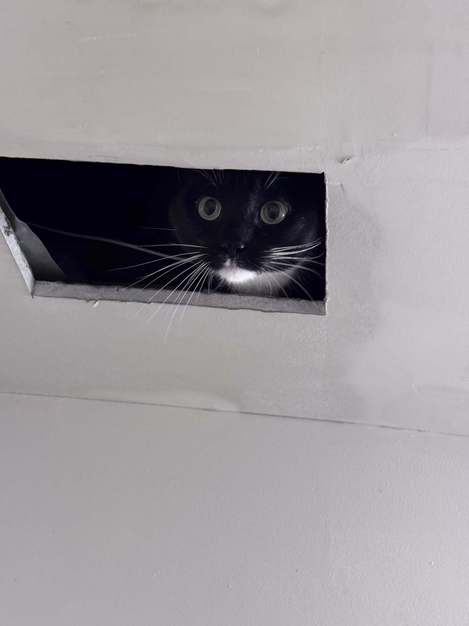 Mittens the cat peeking through an opening in the ceiling
